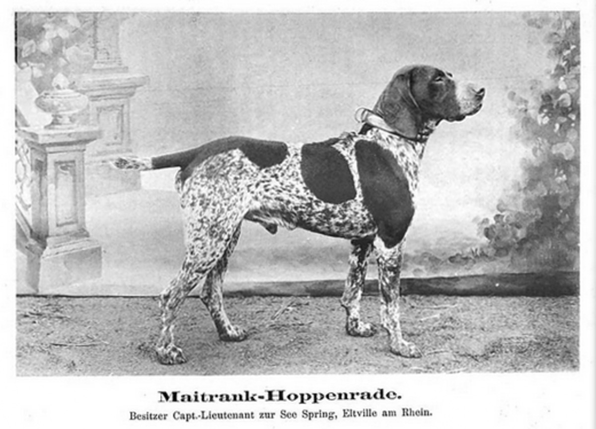 Maitrank Hoppenrade (DK)