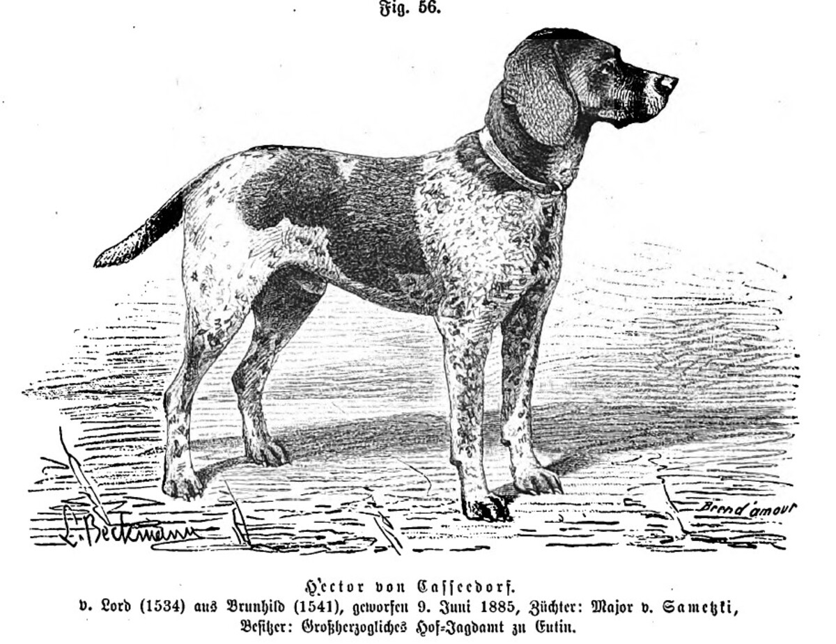Hector von Kasseedorf (DK)