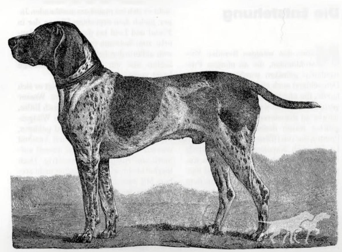 Hector IV (DK)