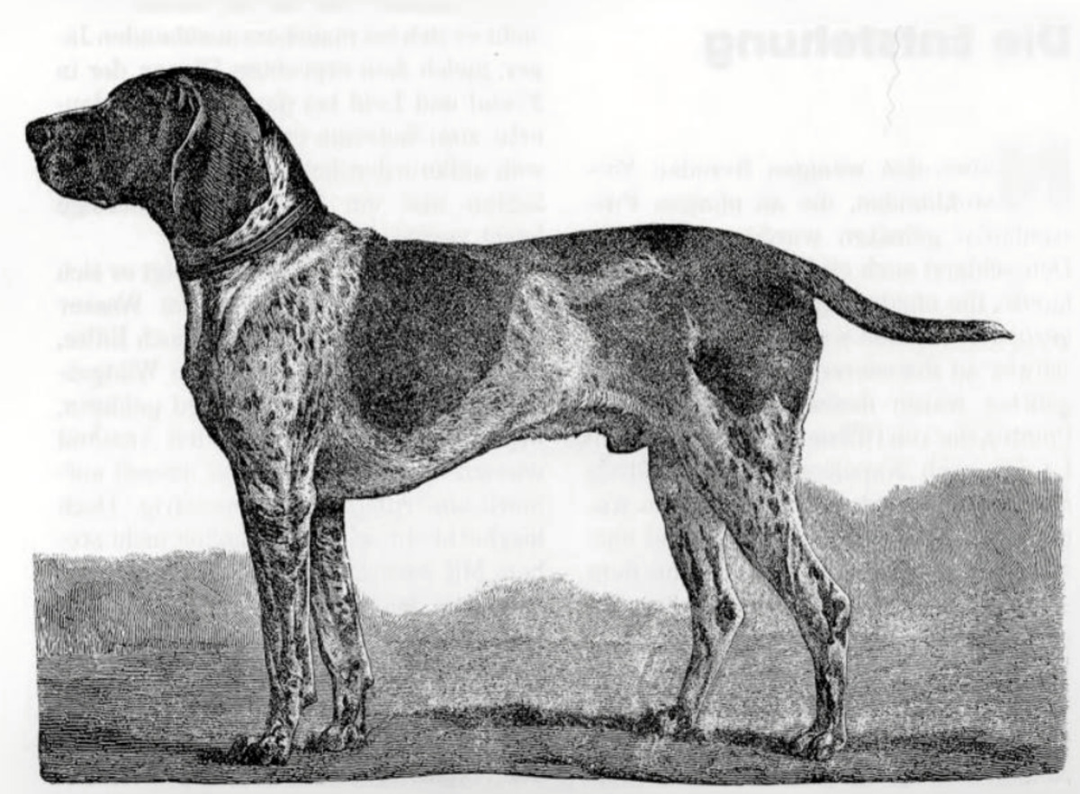 Hector IV (DK)