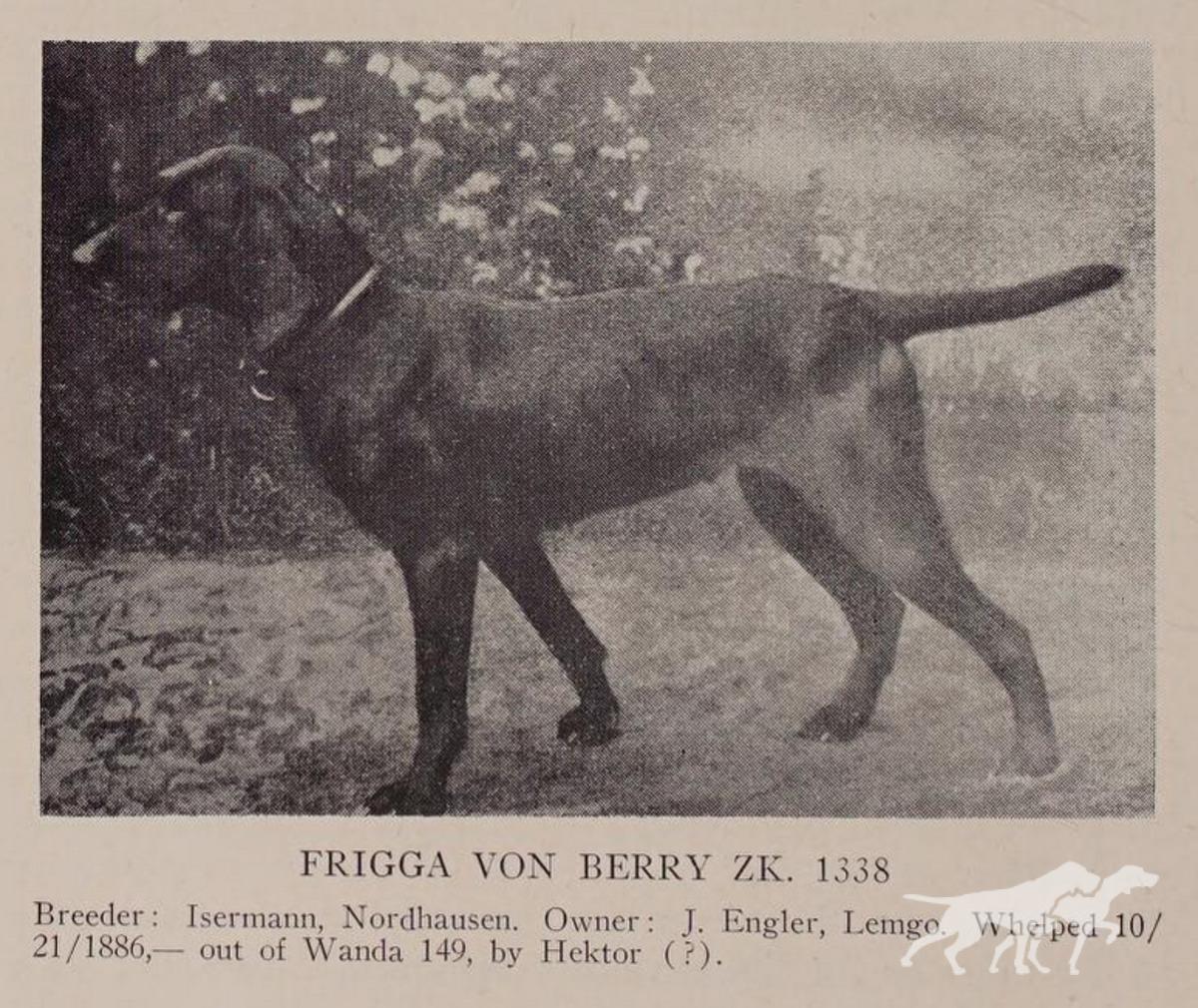 Frigga vom Berry (Irish Setter x)