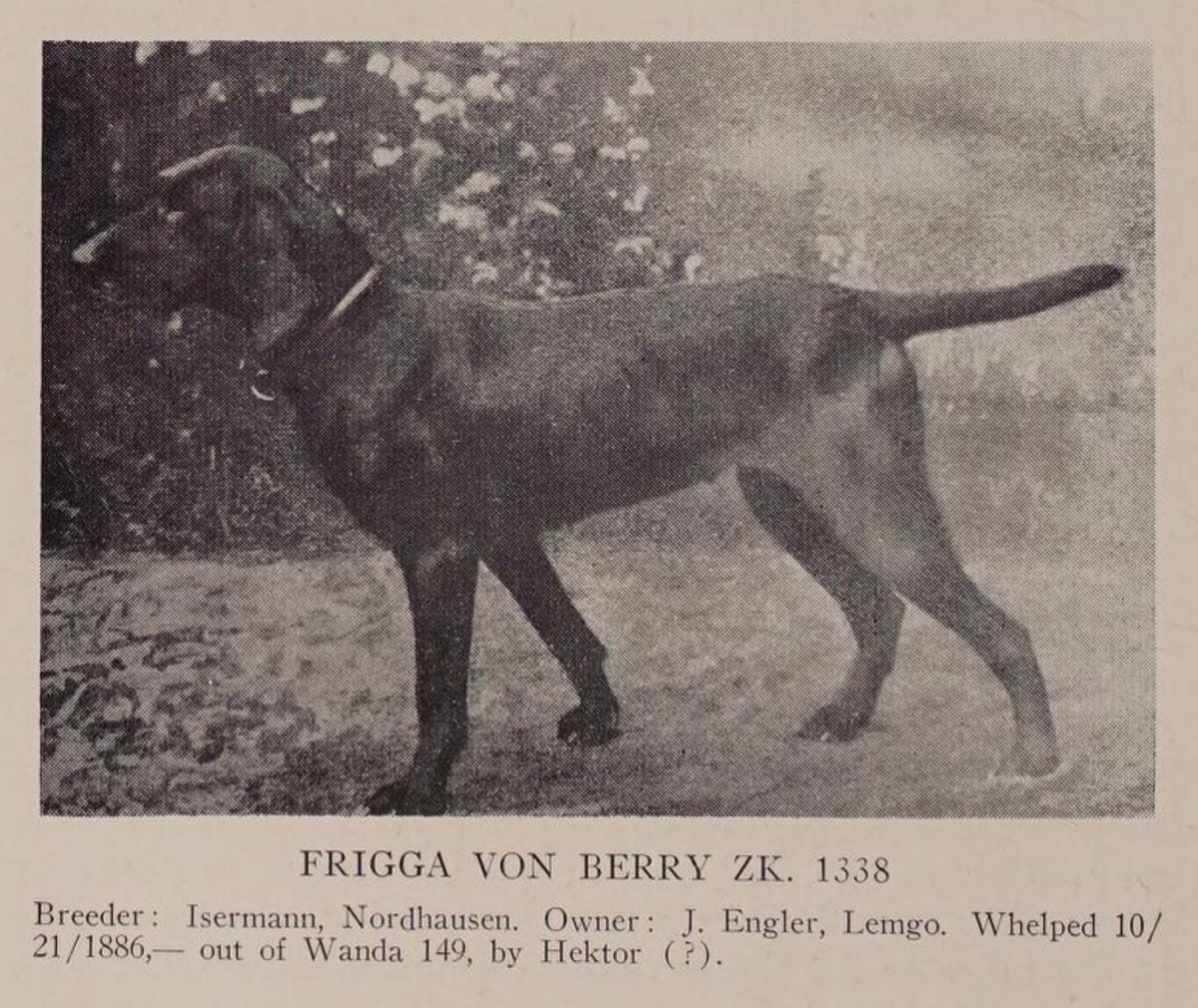Frigga vom Berry (Irish Setter x)