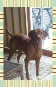 Jnek's Chairman Of The Board