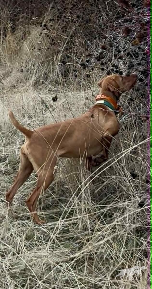 Sjv Quail Kil'R Blondie