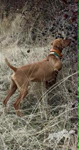 Sjv Quail Kil'R Blondie