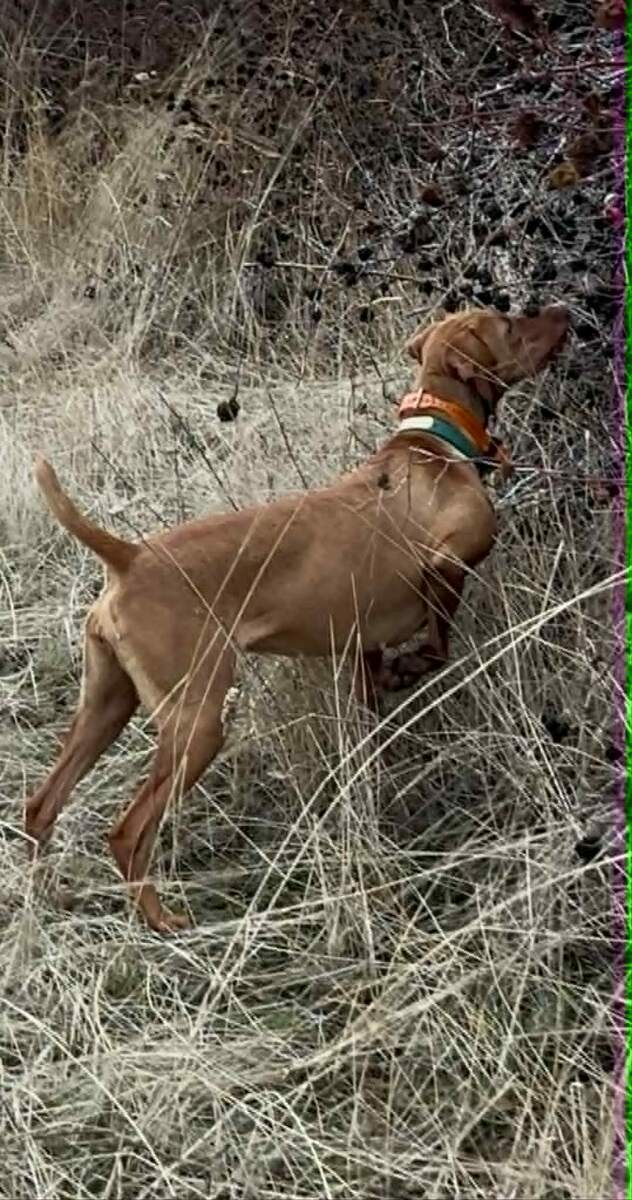 Sjv Quail Kil'R Blondie