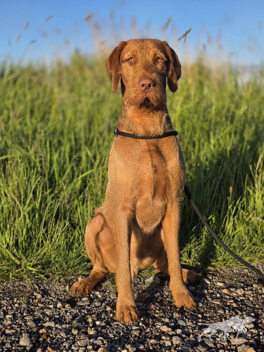 Ares von Calveslage