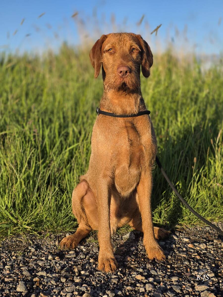 Ares von Calveslage