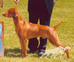 Russet Leather Cherokee Warrior