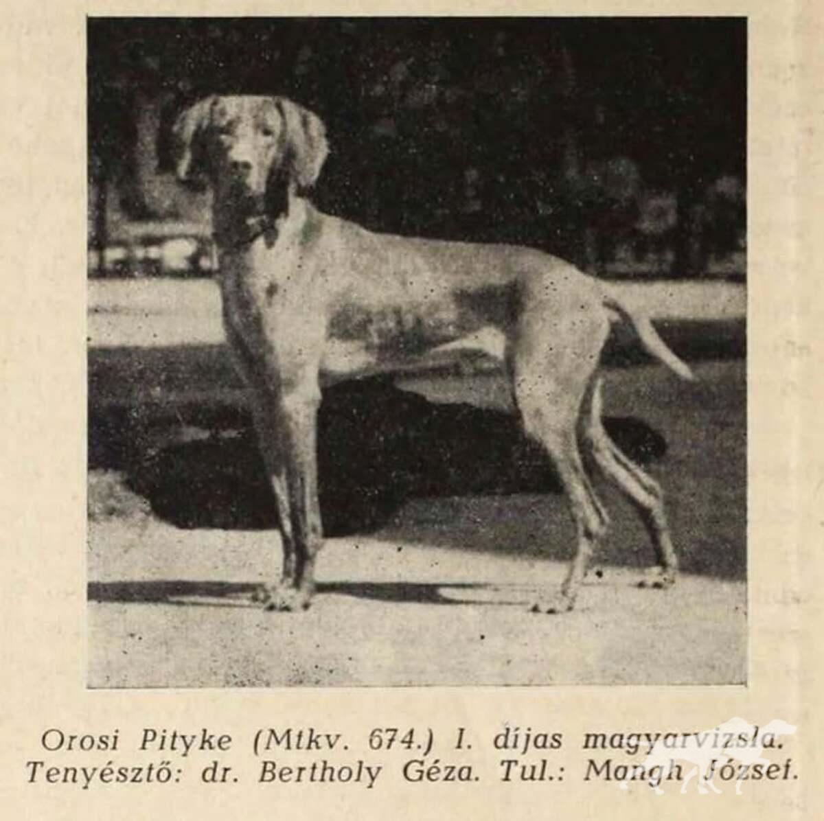 Orosi Pityke IV