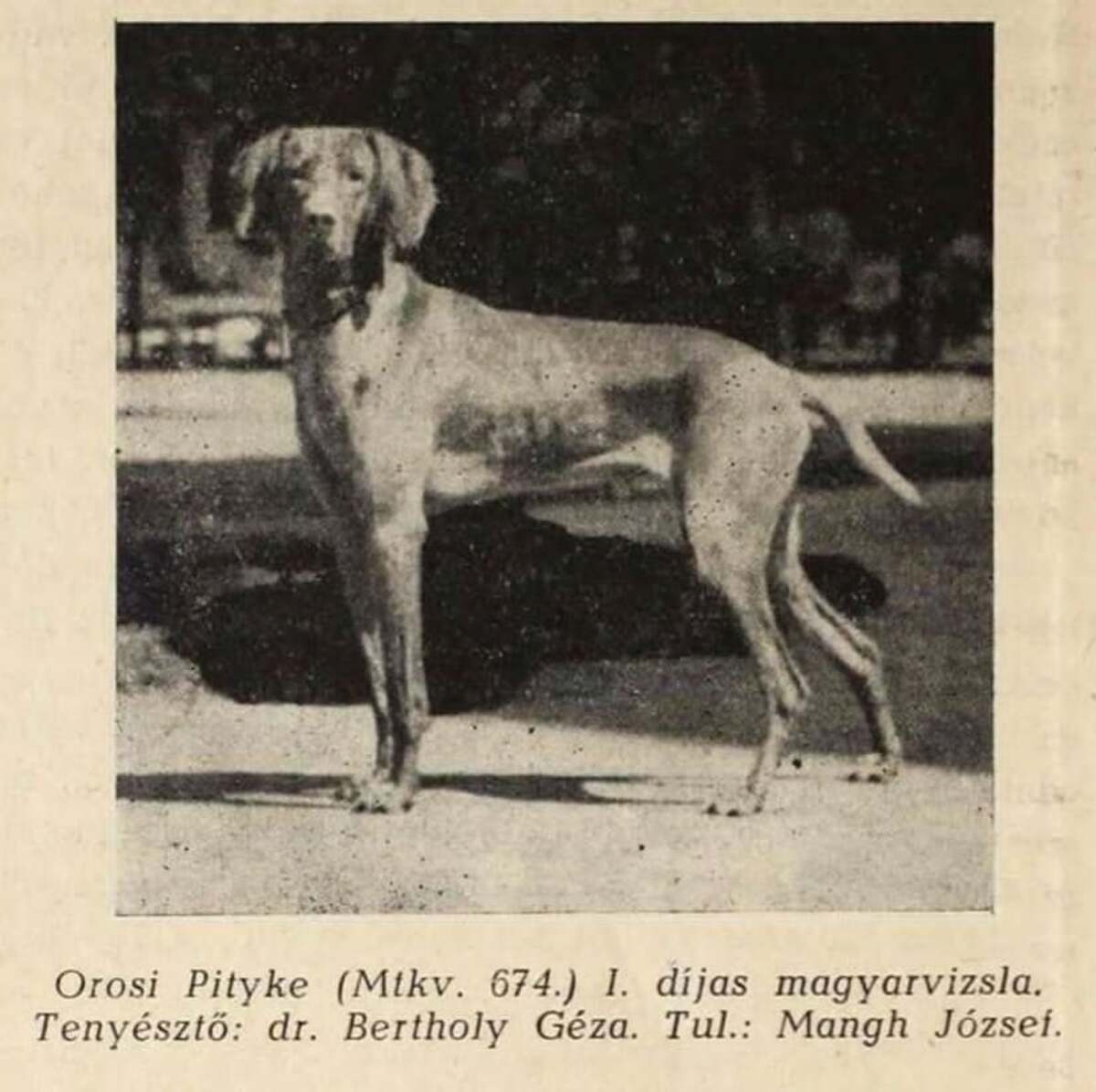 Orosi Pityke IV