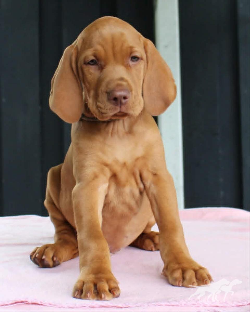 Indyofrodo Golden Wonder