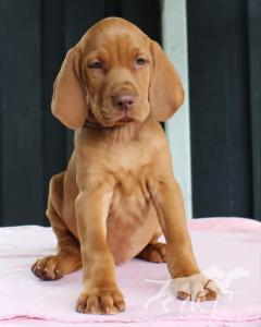 Indyofrodo Golden Wonder