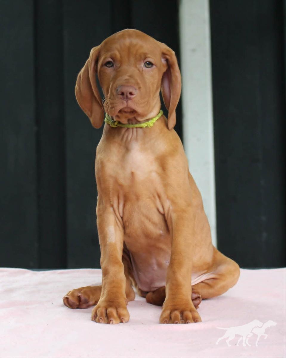 Indyofrodo Golden Beauty