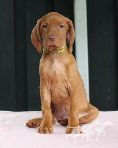 Indyofrodo Golden Beauty