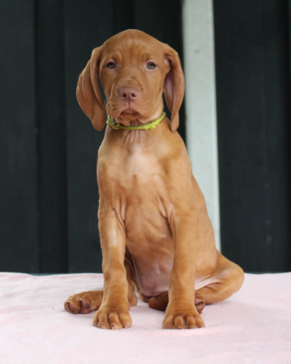 Indyofrodo Golden Beauty