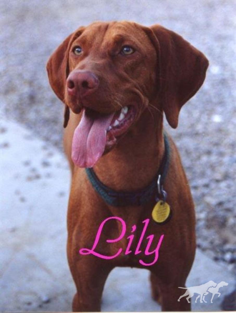 Lily Of The Valley (AKC)