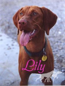 Lily Of The Valley (AKC)
