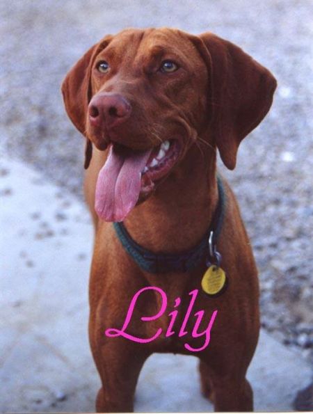 Lily Of The Valley (AKC)