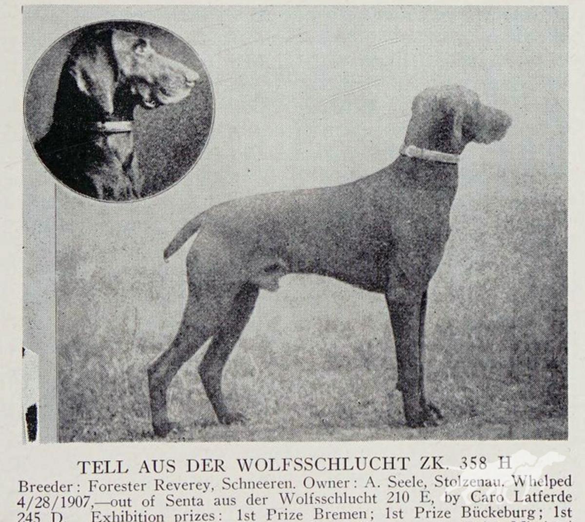 Tell aus der Wolfsschlucht (DK) *