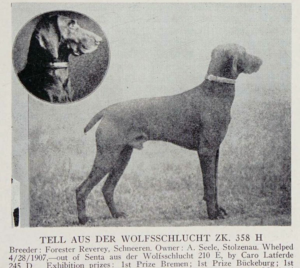 Tell aus der Wolfsschlucht (DK) *