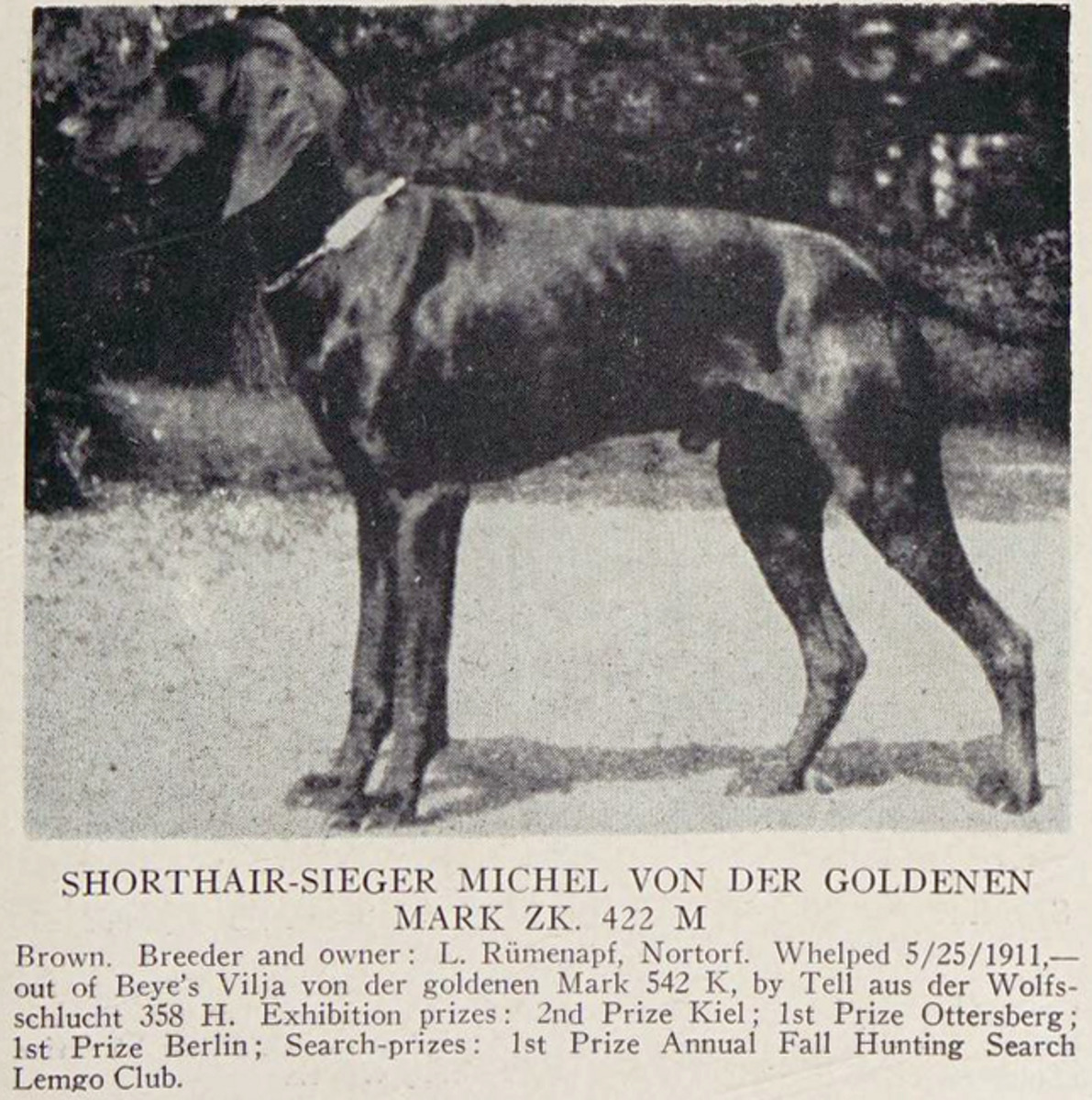 Michel von der Goldenen Mark (DK)