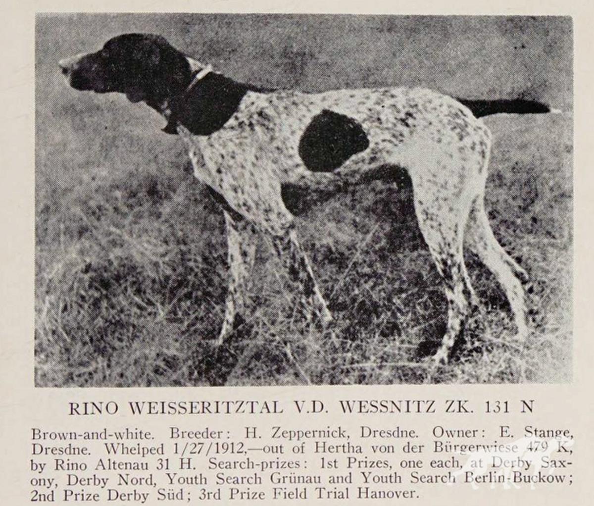 Rino Weisseritzal von der Wessnitz (DK)