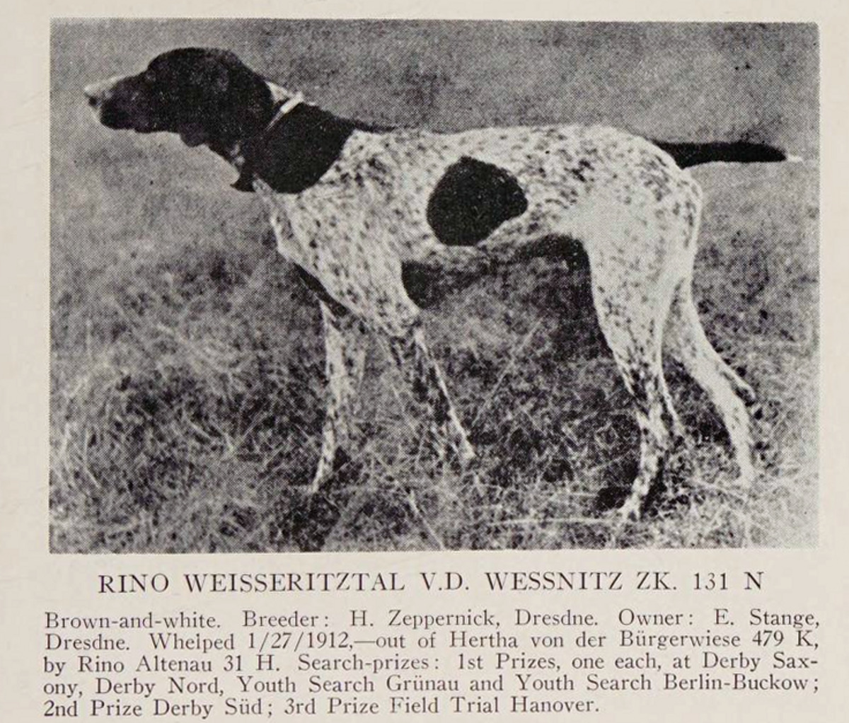 Rino Weisseritzal von der Wessnitz (DK)