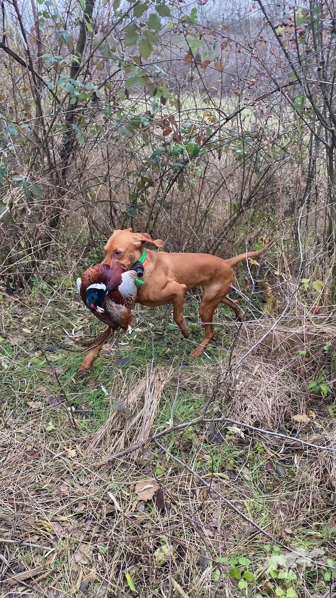 Barka Noble Gundog