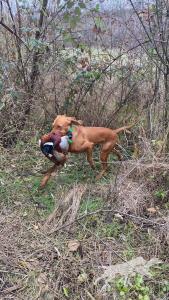 Barka Noble Gundog