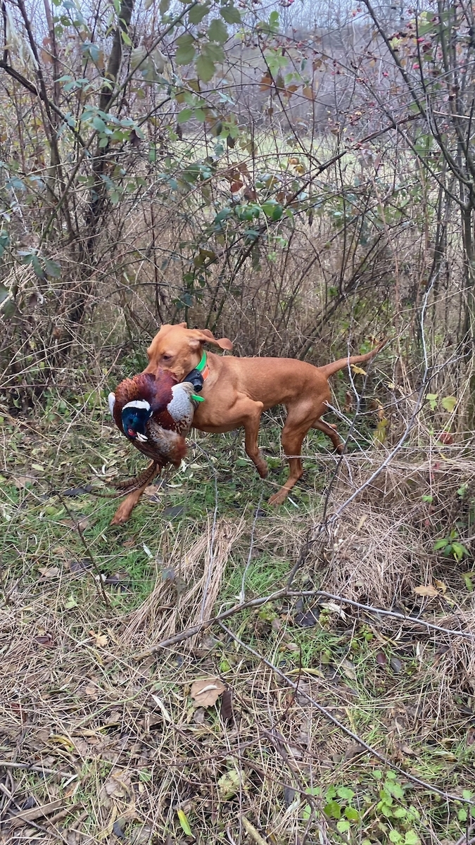 Barka Noble Gundog