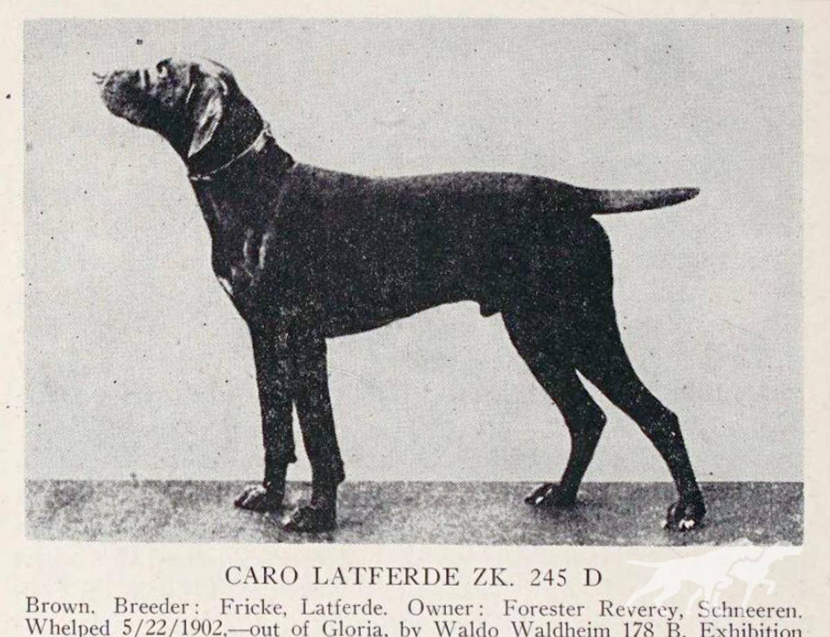 Caro-Latferde (DK)