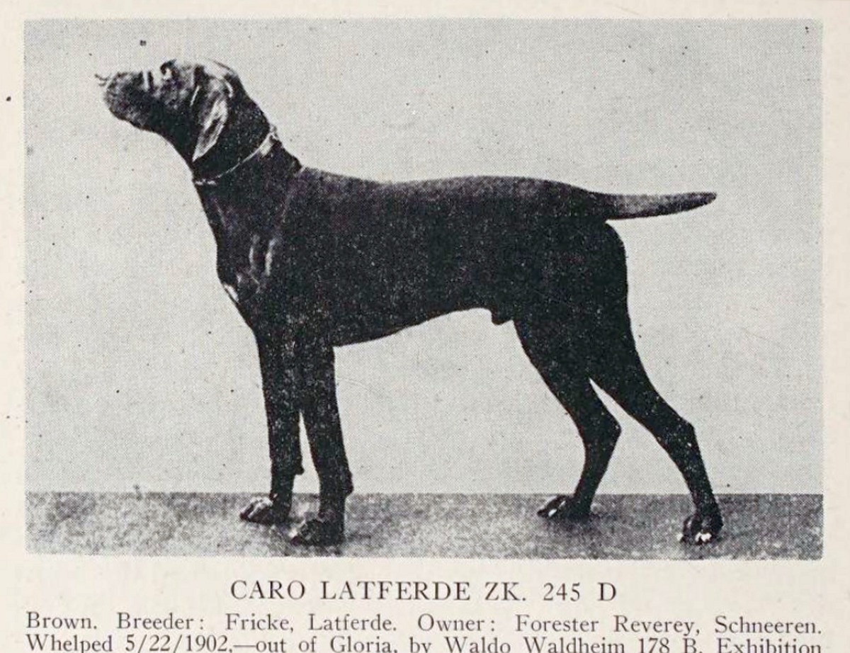Caro-Latferde (DK)
