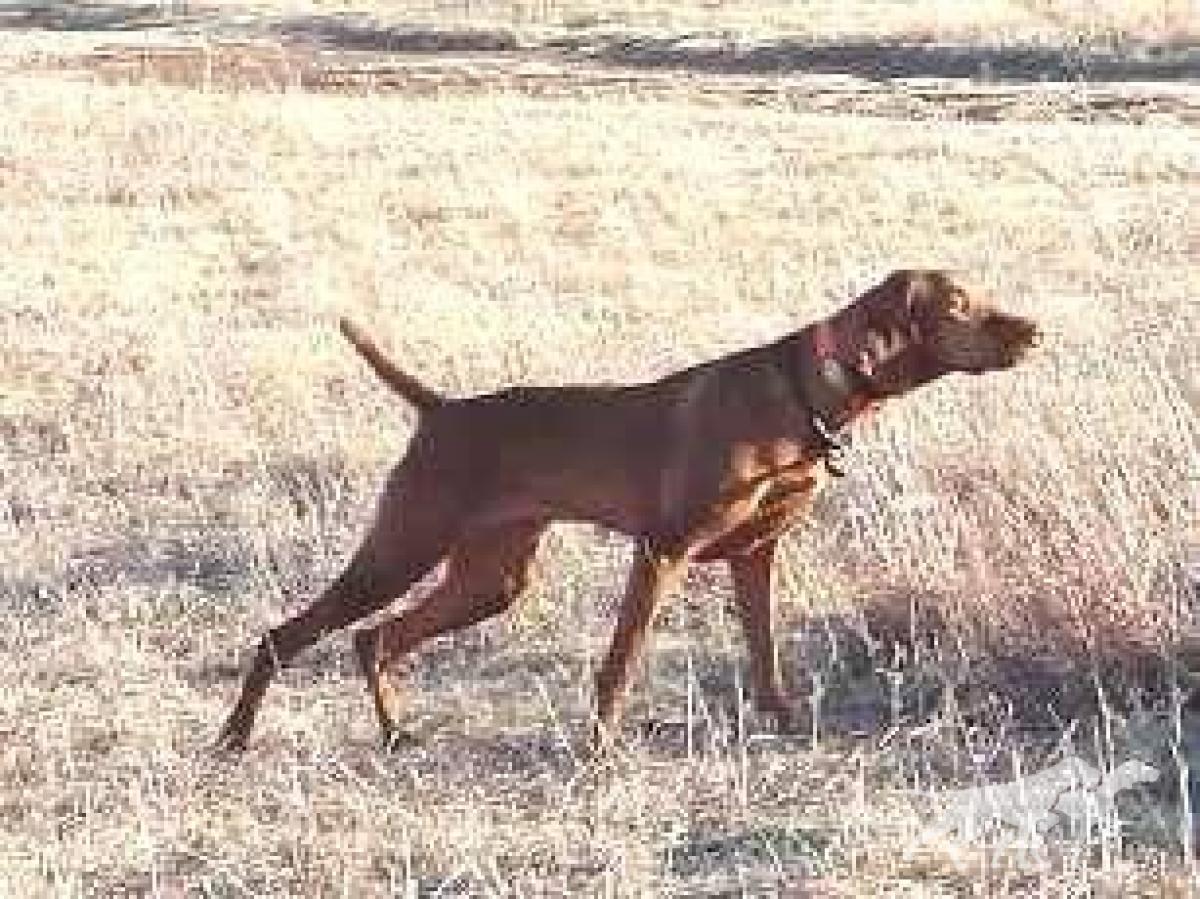 Prairie's Hi-Hope O'Tascosa