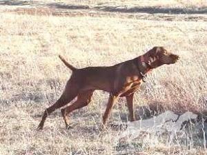 Prairie's Hi-Hope O'Tascosa