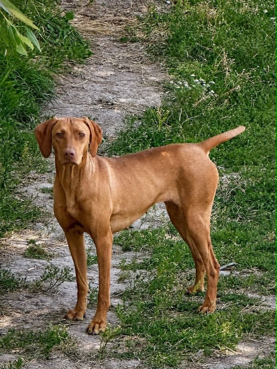 Sjv Quail Kil'R Tootsie