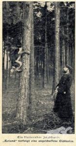 Graf Roland der Jagdkönig (DSt)