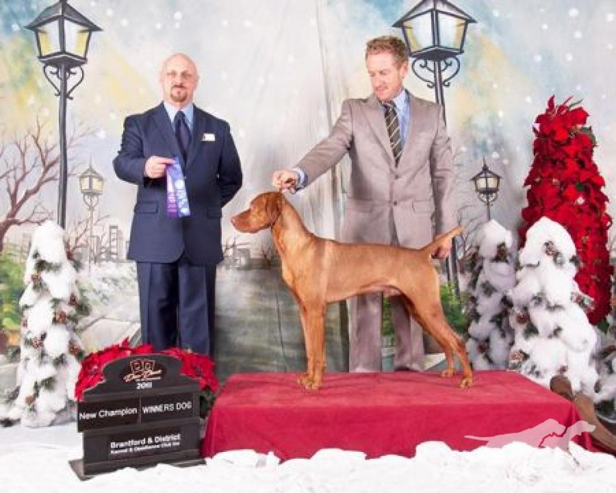 Comynara Red Ryder Dog Cafe