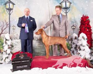 Comynara Red Ryder Dog Cafe