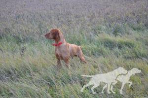 Comynara Red Ryder Dog Cafe