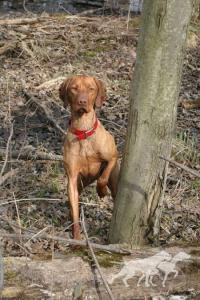 Comynara Red Ryder Dog Cafe