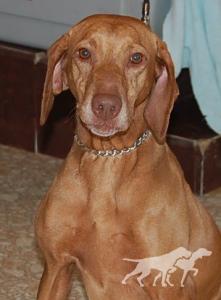 Rosie's Roxy
