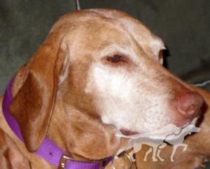 Rosie's Roxy