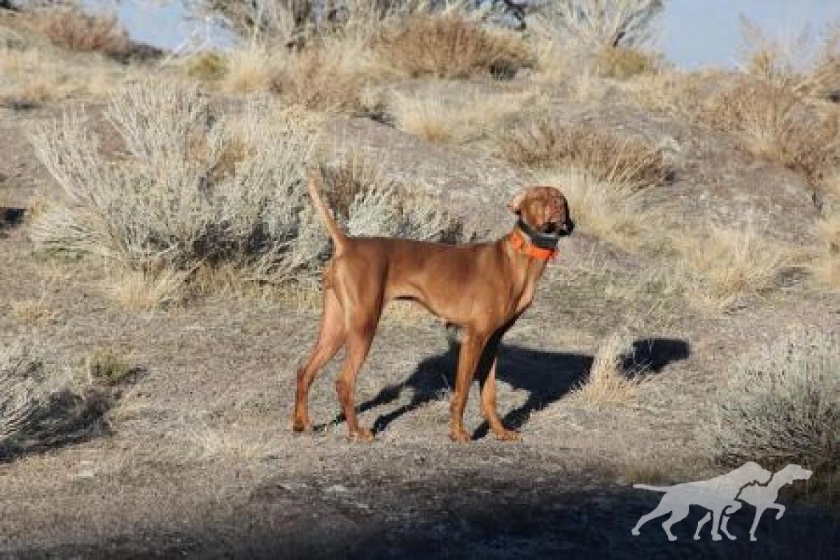 Hillbillie Shiloh Southern Reckonin / Shiloh Southern Reckonin