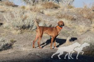 Hillbillie Shiloh Southern Reckonin / Shiloh Southern Reckonin