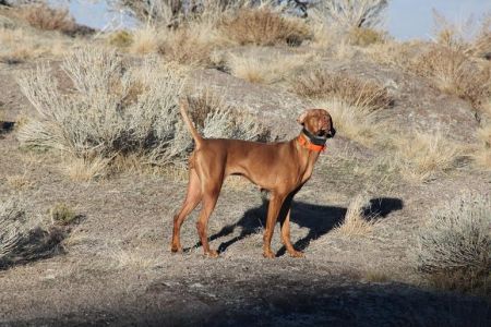 Hillbillie Shiloh Southern Reckonin / Shiloh Southern Reckonin