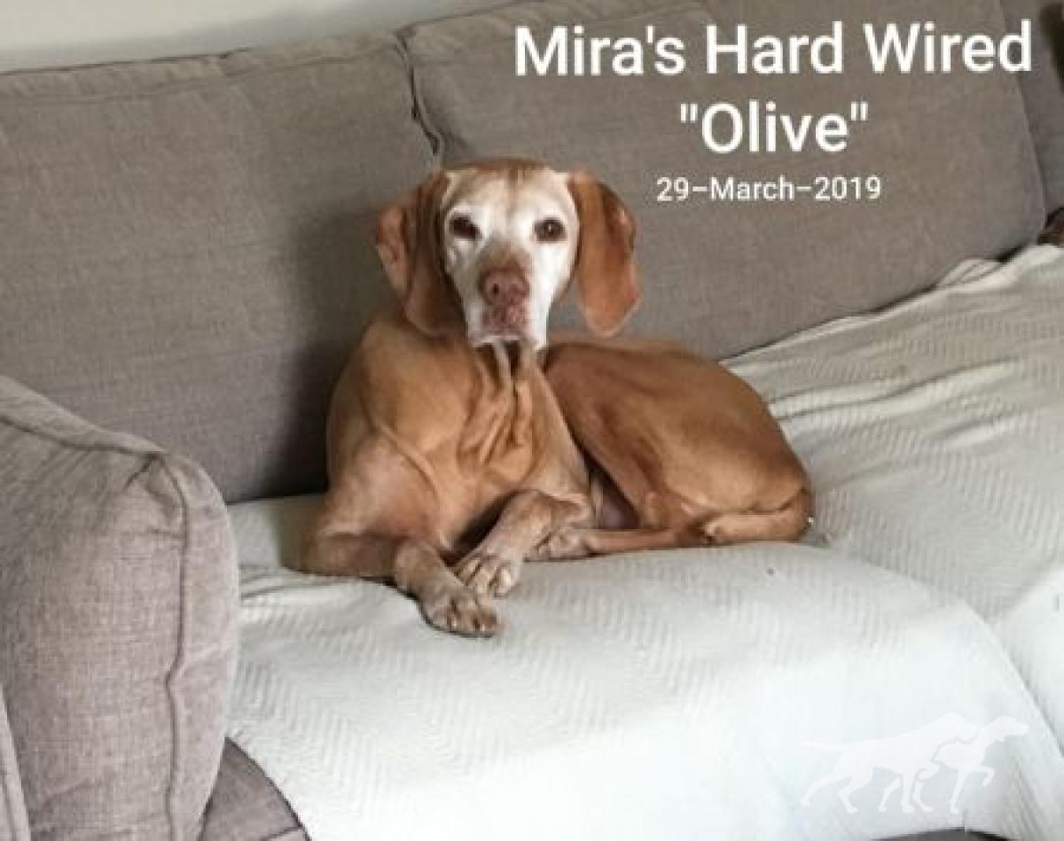 Mira's Hard Wired