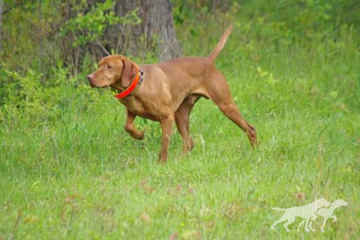 Grousebend's Dago Red