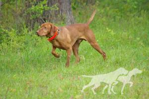 Grousebend's Dago Red