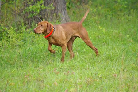 Grousebend's Dago Red